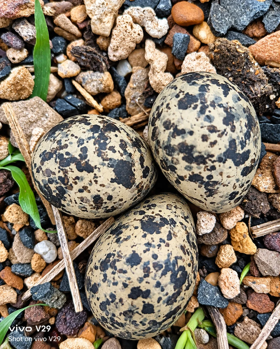 Ultra-realistic 4K Ultra HD macro photograph of three naturally speckled bird eggs resting together on a bed of colorful natural gravel,