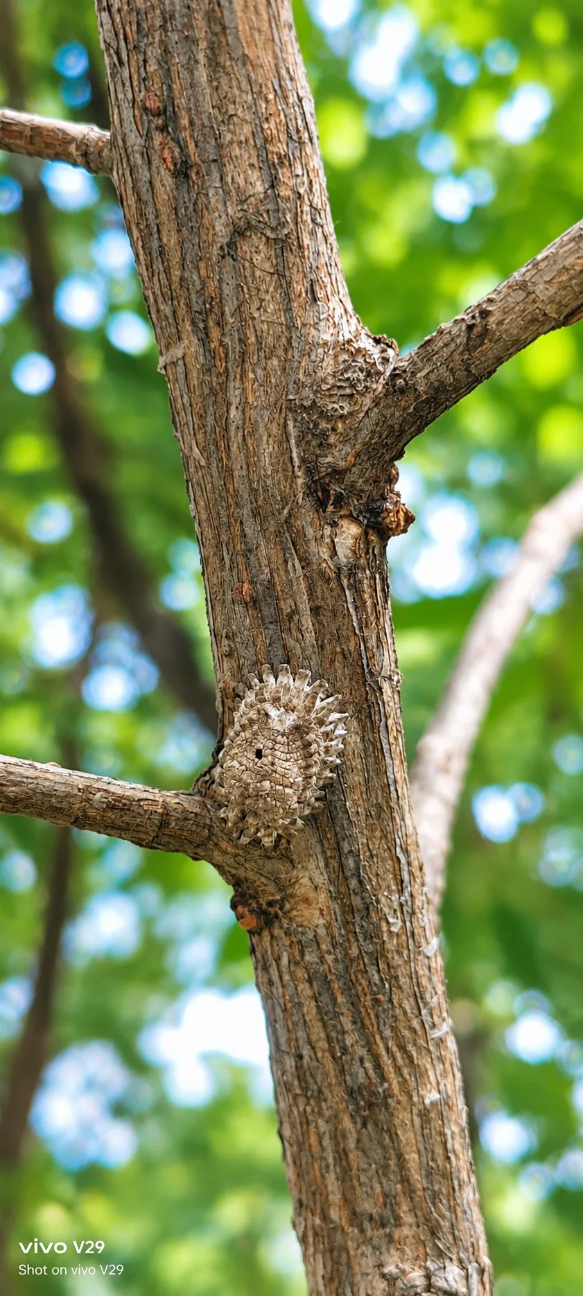 > Ultra-realistic 4K/8K macro nature photograph captured on a Vivo V29 smartphone.